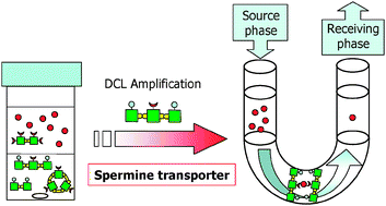 Graphical abstract: Two-phase dynamic combinatorial discovery of a spermine transporter