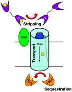 Graphical abstract: Hijacking transferrin bound iron: protein–receptor interactions involved in iron transport in N. gonorrhoeae