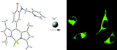 Graphical abstract: A highly selective and sensitive fluorescent turn-on sensor for Hg2+ and its application in live cell imaging