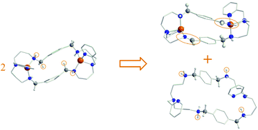 Graphical abstract: Oxidative dehydrogenation of an amine group of a macrocyclic ligand in the coordination sphere of a CuII complex