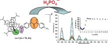 Graphical abstract: The recognition of anions using delayed lanthanide luminescence: The use of Tb(iii) based urea functionalised cyclen complexes