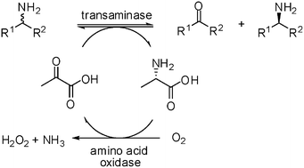 Graphical abstract: Efficient kinetic resolution of racemic amines using a transaminase in combination with an amino acid oxidase