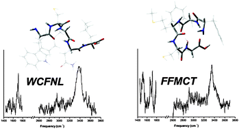 Graphical abstract: Infrared spectroscopy of ‘forbidden’ peptide sequences