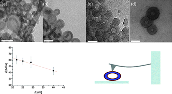 Graphical abstract: Mechanical properties of block copolymer vesicle membranes by atomic force microscopy