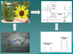 Graphical abstract: Total and inorganic mercury determination in biodiesel by emulsion sample introduction and FI-CV-AFS after multivariate optimization