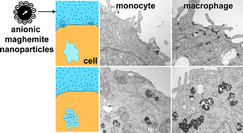 Graphical abstract: Reactivity of the monocyte/macrophage system to superparamagnetic anionic nanoparticles