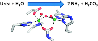 Graphical abstract: Interplay of metal ions and urease