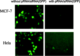 Graphical abstract: Evaluation of specific delivery of chimeric phi29 pRNA/siRNA nanoparticles to multiple tumor cells