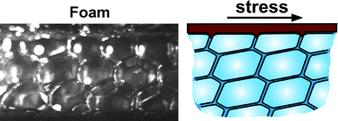 Graphical abstract: The role of surfactant type and bubble surface mobility in foam rheology