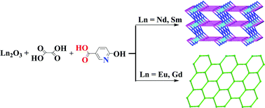 Graphical abstract: Two- and three-dimensional lanthanide–organic frameworks constructed using 1-hydro-6-oxopyridine-3-carboxylate and oxalate ligands