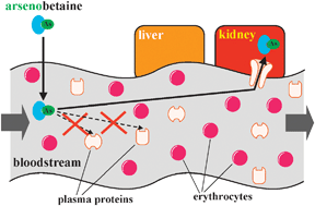 Graphical abstract: Probing the interaction of arsenobetaine with blood plasma constituents in vitro: an SEC-ICP-AES study