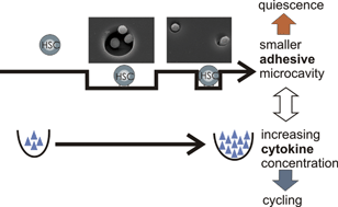 Graphical abstract: Hematopoietic stem and progenitor cells in adhesive microcavities