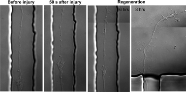 Graphical abstract: Neuro-optical microfluidic platform to study injury and regeneration of single axons