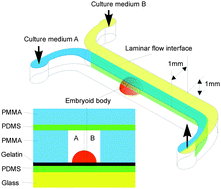 Graphical abstract: Microfluidic platform for controlling the differentiation of embryoid bodies