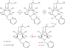 Graphical abstract: Synthesis and characterisation of three diiron tetracarbonyl complexes related to the diiron centre of [FeFe]-hydrogenase and their protonating, electrochemical investigations