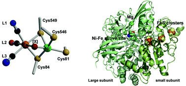 Graphical abstract: [NiFe] hydrogenases: structural and spectroscopic studies of the reaction mechanism