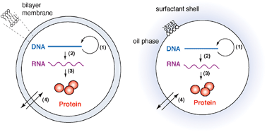 Graphical abstract: Darwinian chemistry: towards the synthesis of a simple cell