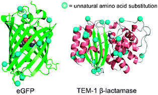 Graphical abstract: Expanded chemical diversity sampling through whole protein evolution