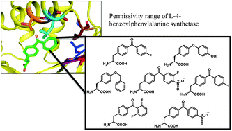 Graphical abstract: Enhancing the utility of unnatural amino acidsynthetases by manipulating broad substrate specificity