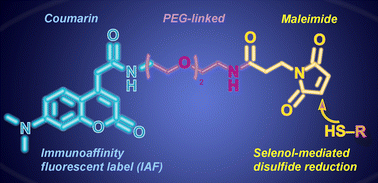 Graphical abstract: Practical synthesis of maleimides and coumarin-linked probes for protein and antibody labelling via reduction of native disulfides