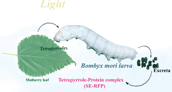 Graphical abstract: A unique red fluorescent protein of silkworm bearing two photochromic moieties