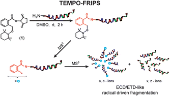 Graphical abstract: Gas-phase peptide sequencing by TEMPO-mediated radical generation