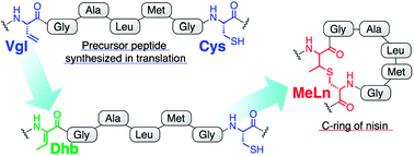 Graphical abstract: Ribosomal synthesis of dehydrobutyrine- and methyllanthionine-containing peptides