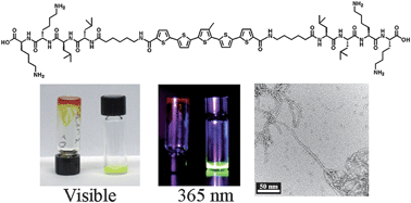 Graphical abstract: Self-assembling quinquethiophene–oligopeptide hydrogelators