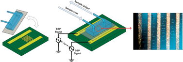 Graphical abstract: Dielectrophoresis-based cell manipulation using electrodes on a reusable printed circuit board