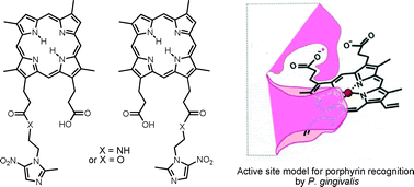 Graphical abstract: Porphyrin-linked nitroimidazole antibiotics targeting Porphyromonas gingivalis