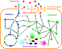 Graphical abstract: Towards the automated engineering of a synthetic genome