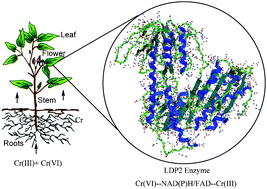 Graphical abstract: Chromium interactions in plants: current status and future strategies