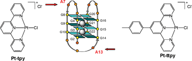 Graphical abstract: Exclusive platination of loop adenines in the human telomeric G-quadruplex