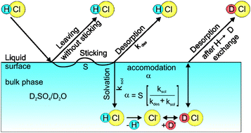 Graphical abstract: Dynamics and mass accommodation of HCl molecules on sulfuric acid–water surfaces