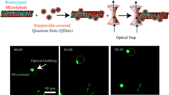 Graphical abstract: Optical manipulation of microtubules for directed biomolecule assembly