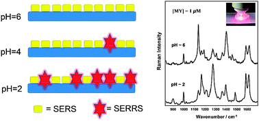 Graphical abstract: Chromic materials for responsive surface-enhanced resonance Raman scattering systems: a nanometric pH sensor