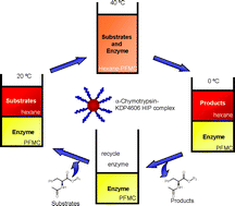 Graphical abstract: Solubilisation of α-chymotrypsin by hydrophobic ion pairing in fluorous systems and supercritical carbon dioxide and demonstration of efficient enzyme recycling