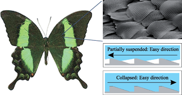 Graphical abstract: Anisotropic hysteresis on ratcheted superhydrophobic surfaces