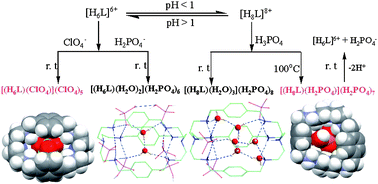 Graphical abstract: Size and temperature dependent encapsulation of tetrahedral anions by a protonated cryptand host