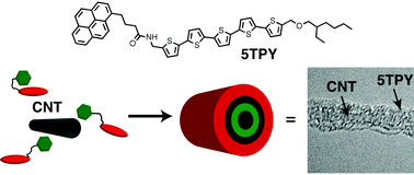 Graphical abstract: Assembling p-type molecules on single wall carbon nanotubes for photovoltaic devices