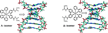 Graphical abstract: Oligopyridine–ruthenium(ii)–amino acid conjugates: synthesis, characterization, DNA binding properties and interactions with the oligonucleotide duplex d(5′-CGCGCG-3′)2