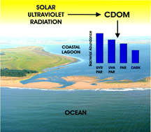 Graphical abstract: Alteration of chromophoric dissolved organic matter by solar UV radiation causes rapid changes in bacterial community composition