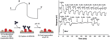 Graphical abstract: Captavidin: a new regenerable biocomponent for biosensing?