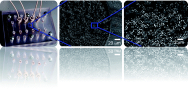 Graphical abstract: Cell lysis and DNA extraction of gram-positive and gram-negative bacteria from whole blood in a disposable microfluidic chip