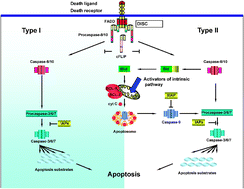Graphical abstract: Understanding apoptosis by systems biology approaches