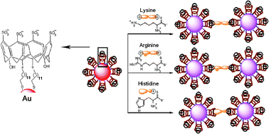 Graphical abstract: Recognition of lysine, arginine and histidine by novel p-sulfonatocalix[4]arene thiol functionalized gold nanoparticles in aqueous solution