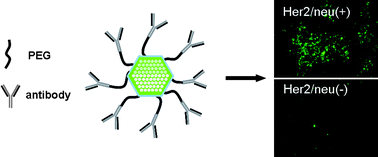 Graphical abstract: Monoclonal antibody-functionalized mesoporous silica nanoparticles (MSN) for selective targeting breast cancer cells