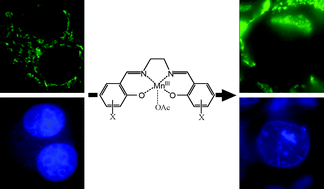Graphical abstract: Apoptosis and anti-tumour activities of manganese(iii)-salen and -salphen complexes