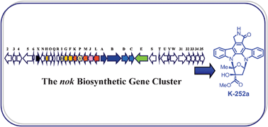 Graphical abstract: Molecular cloning, sequence analysis and functional characterization of the gene cluster for biosynthesis of K-252a and its analogs