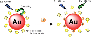 Graphical abstract: Fluorescence turn-on detection of iodide, iodate and total iodine using fluorescein-5-isothiocyanate-modified gold nanoparticles